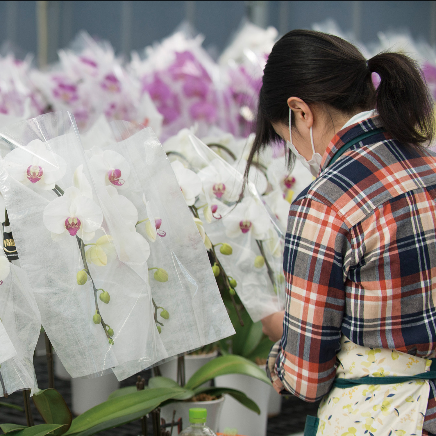 箱詰の前に手作業で1つずつ丁寧に保護資材にくるみ、お花を保護していきます。