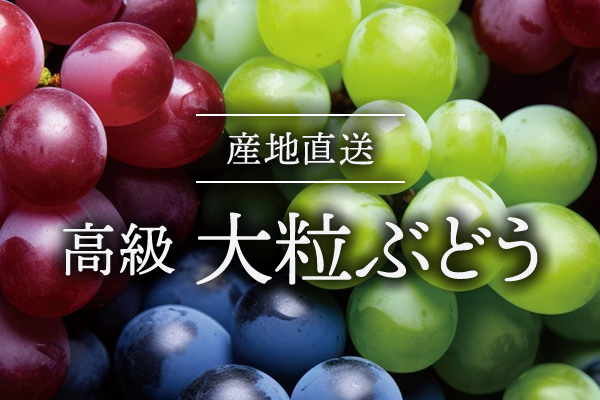 産地直送 高級 大粒ぶどう