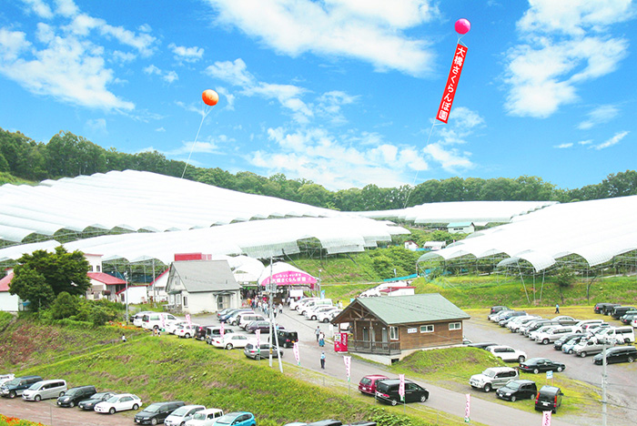大橋さくらんぼ園イメージ