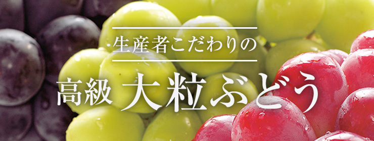 生産者こだわりの高級大粒ぶどう