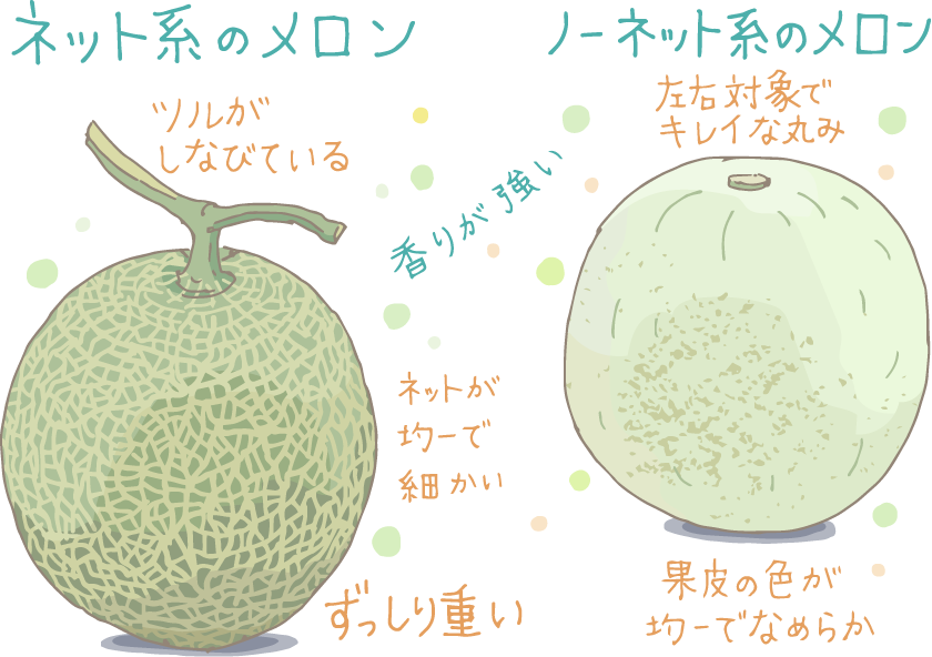イラスト:(左)ネット系のメロン(右)ノーネット系のメロン