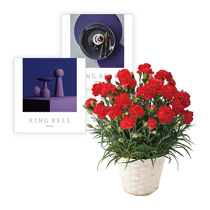 　【母の日専用ラッピング】カーネーション　レッド＋リンベルカタログギフト　プレアデス＆ジュピターコース