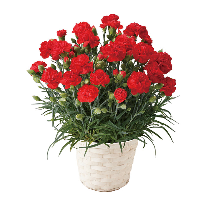 　【母の日専用ラッピング】カーネーション　レッド＋リンベルカタログギフト　プレアデス＆ジュピターコース