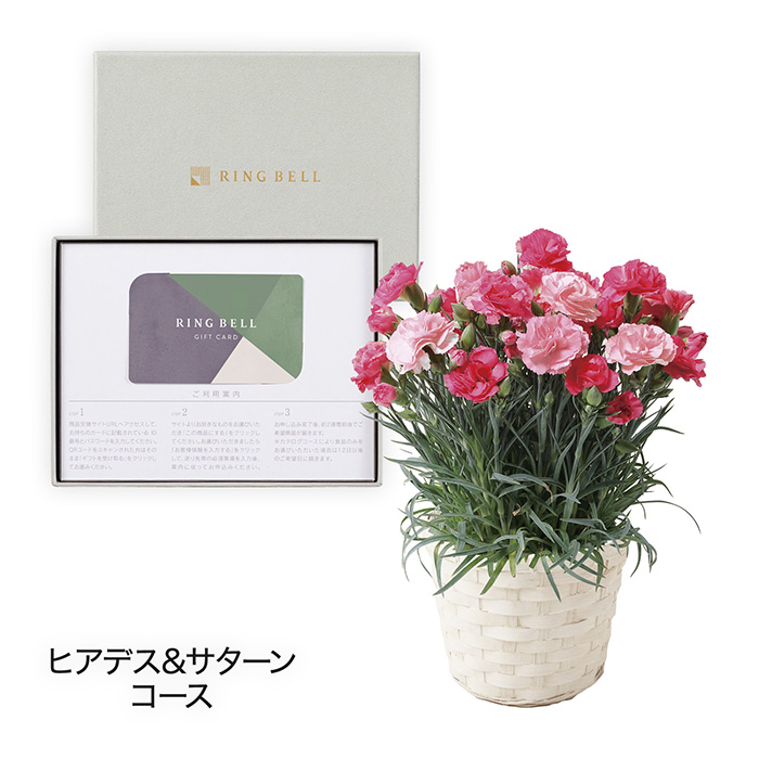 【母の日専用】カーネーション　さくらもなか＋カードタイプカタログギフト　ヒアデス＆サターンコース