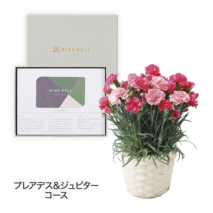 　【母の日専用】カーネーション　さくらもなか＋カードタイプカタログギフト　プレアデス＆ジュピターコース