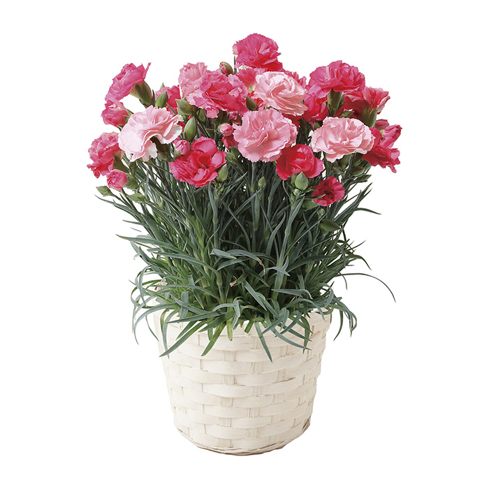 　【母の日専用】カーネーション　さくらもなか＋カードタイプカタログギフト　プレアデス＆ジュピターコース