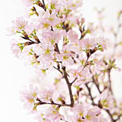 山形の極み　山形県産 啓翁桜（80cm）