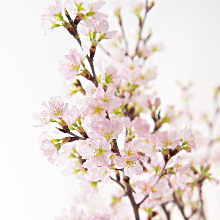 山形県産　啓翁桜