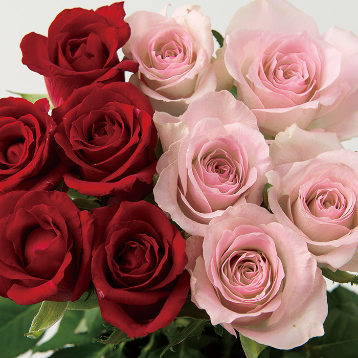 山形県　大山バラ園　バラの花束（１０本）レッド＋ピンク