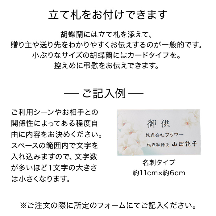 フラワーギフト　群馬県　マルイ洋蘭開発センター　ホワイトミディ３本立ち　立て札あり（名刺タイプ）