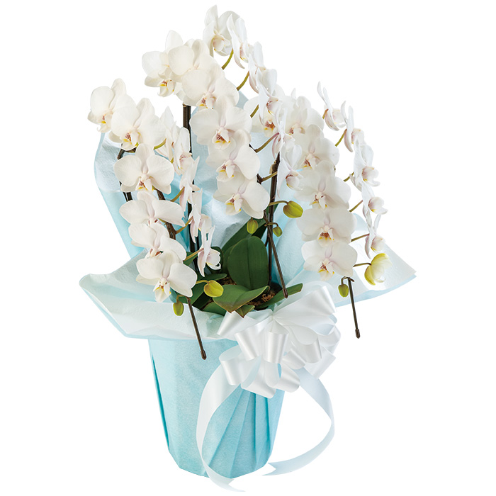 フラワーギフト　群馬県　マルイ洋蘭開発センター　ホワイトミディ３本立ち　立て札なし