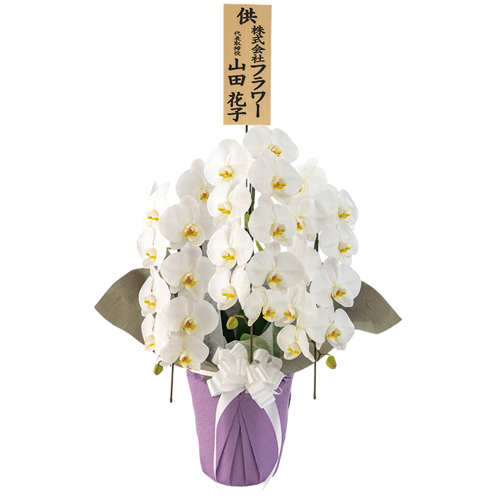フラワーギフト　群馬県　マルイ洋蘭開発センター　プリンス　３本立ち　立て札あり（木札タイプ）