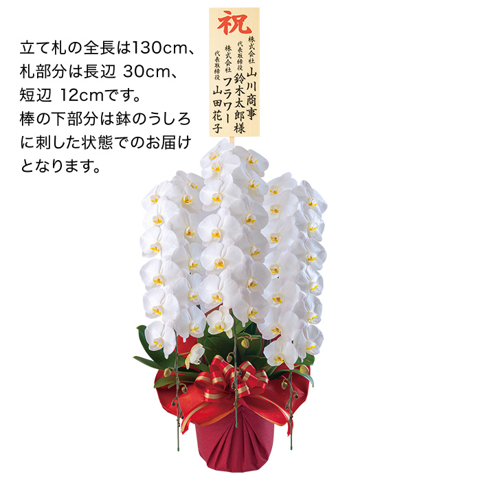 フラワーギフト　埼玉県　栗田洋蘭園　胡蝶蘭ホワイト３本立ち　立て札あり