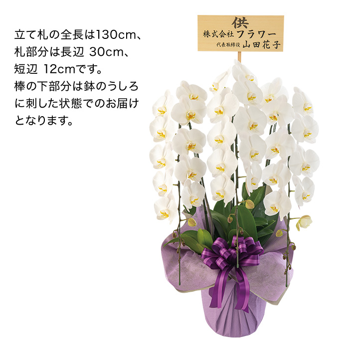 フラワーギフト　埼玉県　栗田洋蘭園　胡蝶蘭ホワイと３本立ち　立て札あり