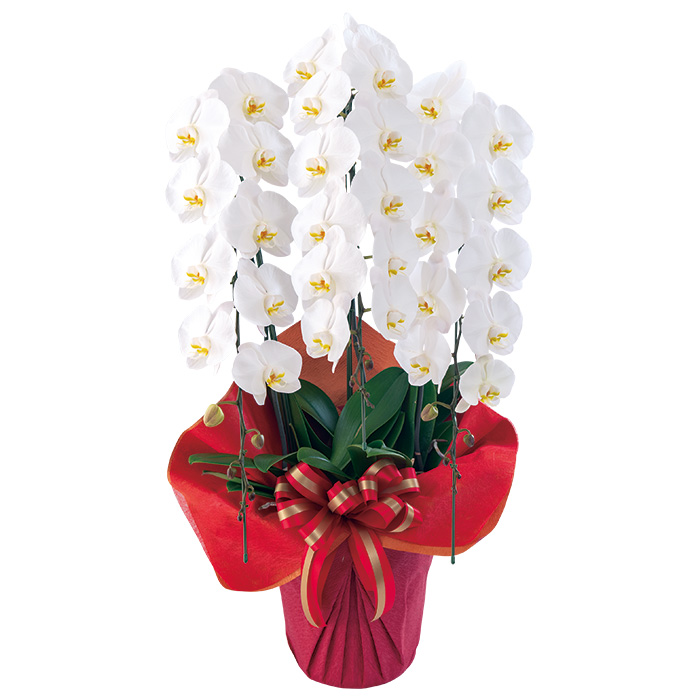 フラワーギフト　埼玉県　栗田洋蘭園　胡蝶蘭ホワイト３本立ち　立て札あり