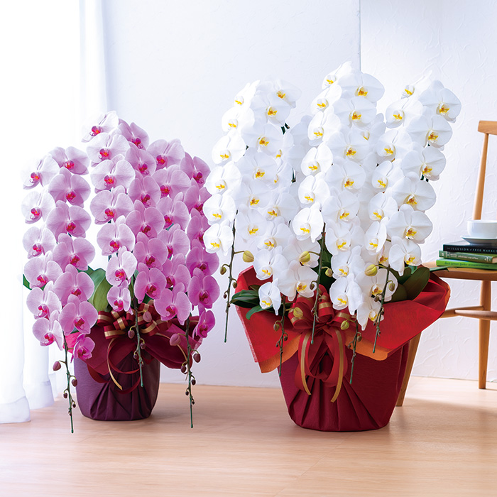 フラワーギフト　埼玉県　栗田洋蘭園　胡蝶蘭ホワイト３本立ち　立て札あり