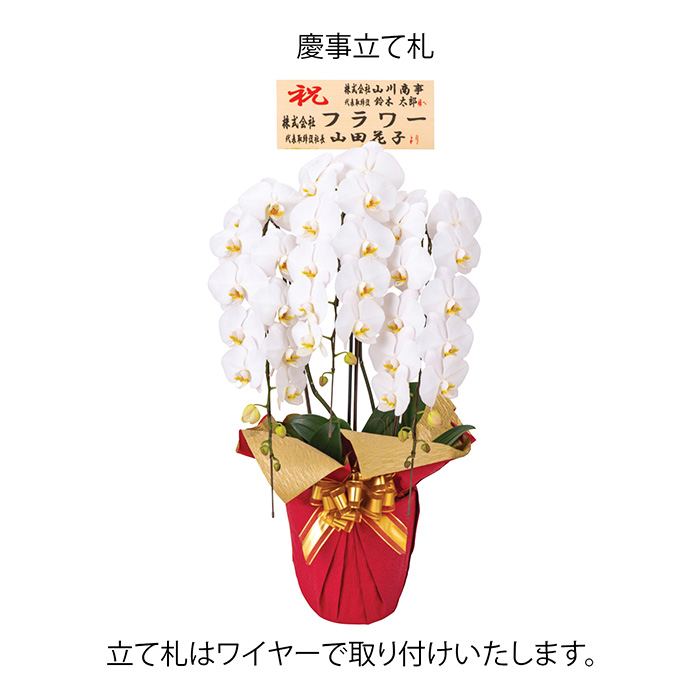 フラワーギフト　神奈川県　座間洋らんセンター　胡蝶蘭プレミアムホワイト３本立ち　慶事・立て札あり