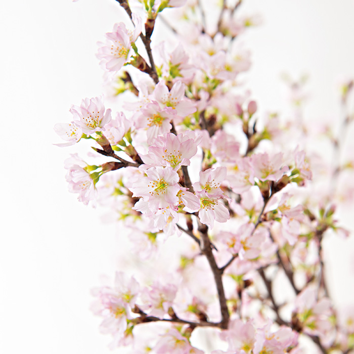 山形県産 啓翁桜(80cm)(お届けは12月26日~12月29日)