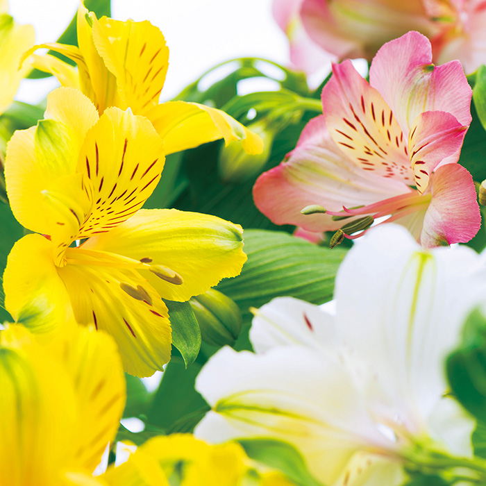 山形県 JA山形おきたま アルストロメリア ピンク・イエロー