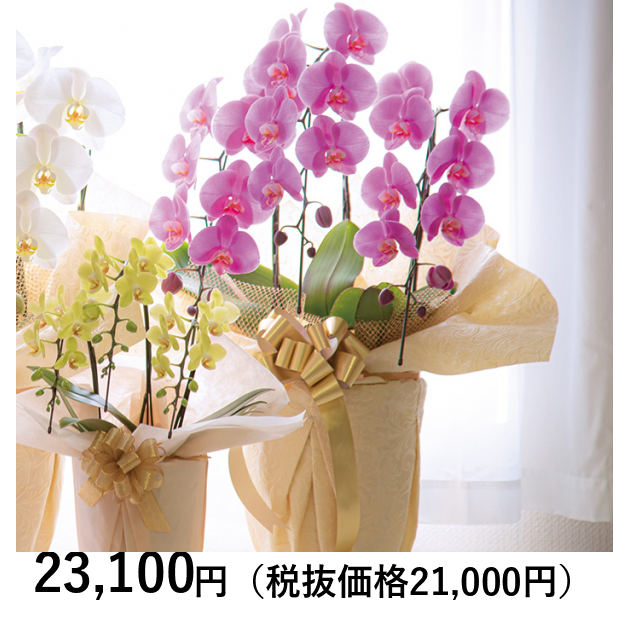 新品 箱付き 激レア ブランド ブローチ マラン MARRAN 花