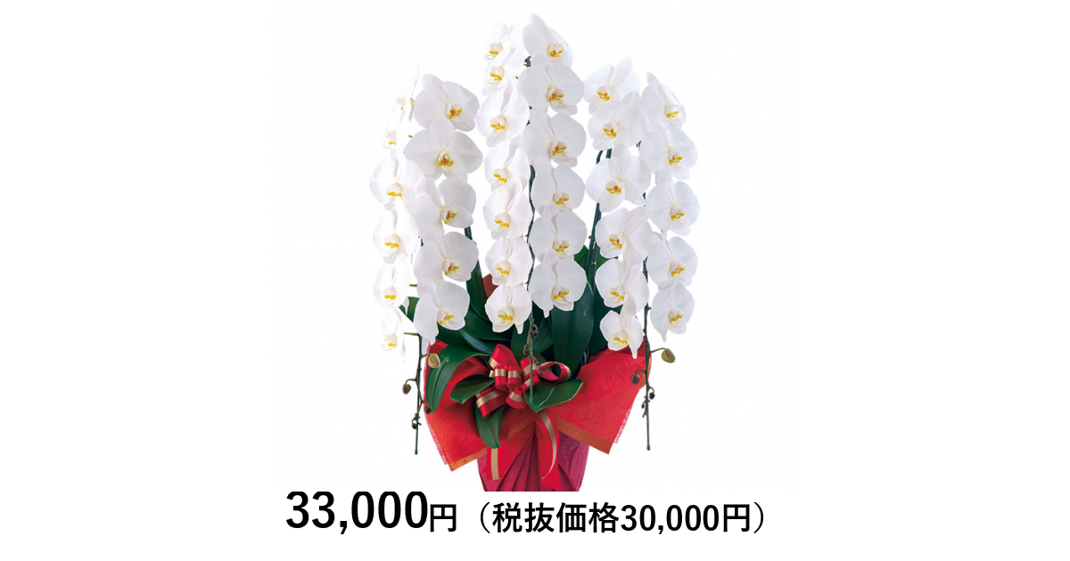 専用 ホワイト胡蝶蘭3本立ち クレイフラワー 胡蝶蘭： 胡蝶蘭ミディ三本立ち:ホワイトブーケ[フラワーショップ