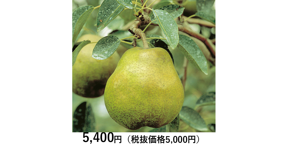 送料込み⭐️新品フランス製⭐️一台限り⭐️ AGES‼️ ウェーブ #タミヤ #プラ棒 #恵那市 #おもちゃのタグチ