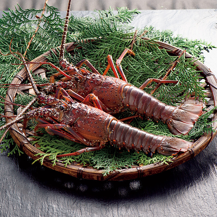 日本の極み三重県伊勢志摩産　活伊勢海老　　１ｋｇ（お届けは１０月１０日～４月３０日）