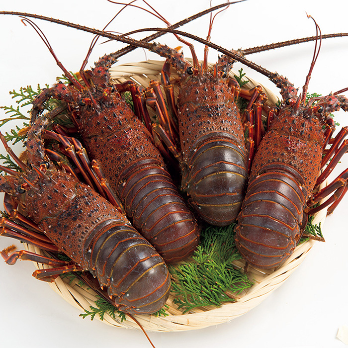 日本の極み 三重県伊勢志摩産 活伊勢海老 1kg お届けは10月10日 4月30日 カタログギフトのリンベル 公式 日本の極み 三重県伊勢志摩産 活伊勢海老 1kg お届けは10月10日 4月30日 カタログギフトのリンベル 公式