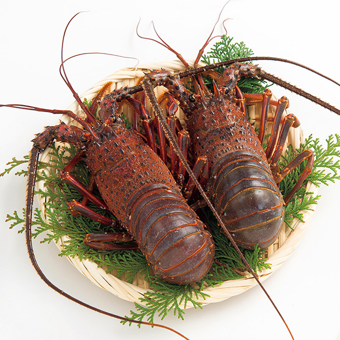 日本の極み] 三重県伊勢志摩産 活伊勢海老 ５００ｇ（お届けは１０月