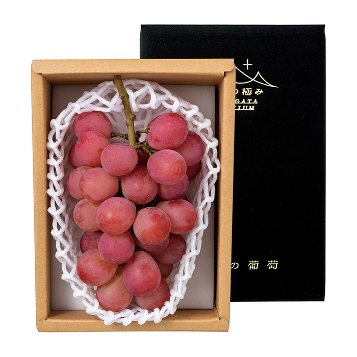 南陽市産 クイーンニーナ(お届けは9月25日~10月5日) 南陽市産 クイーンニーナ(お届けは9月25日~10月5日)