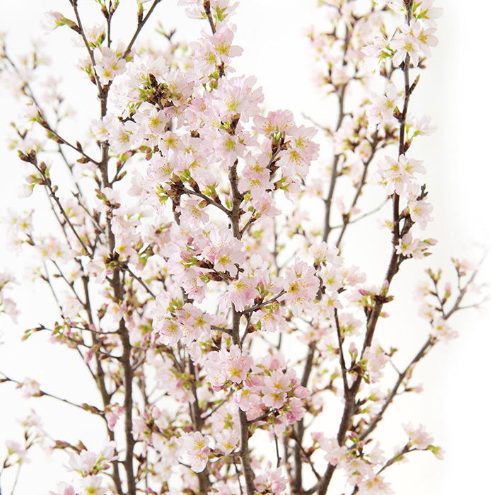 山形県上山市産 啓翁桜（極） （お届けは１月１５日～２月２９日）