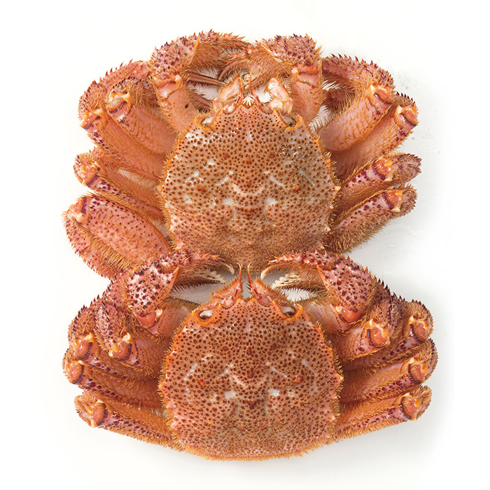 日本の極み　北海道根室産　活毛がに　　１ｋｇ（お届けは２月１０日～２月２８日）