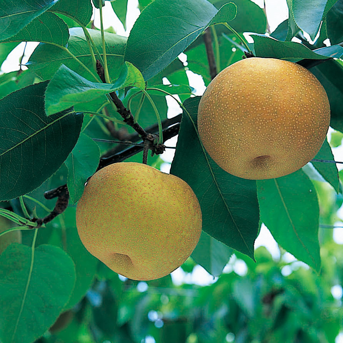 千葉県市川市産 豊水梨 3kg(お届けは8月27日~9月10日) 千葉県市川市産 豊水梨 3kg(お届けは8月27日~9月10日)