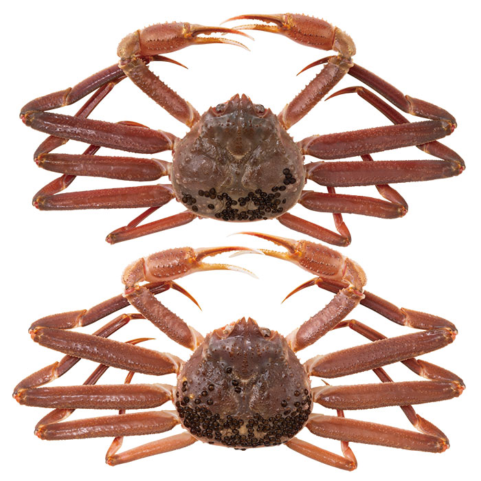 日本の極み　富山県産活ずわいがに（２尾）８００ｇ（お届けは１１月１０日～３月２０日）