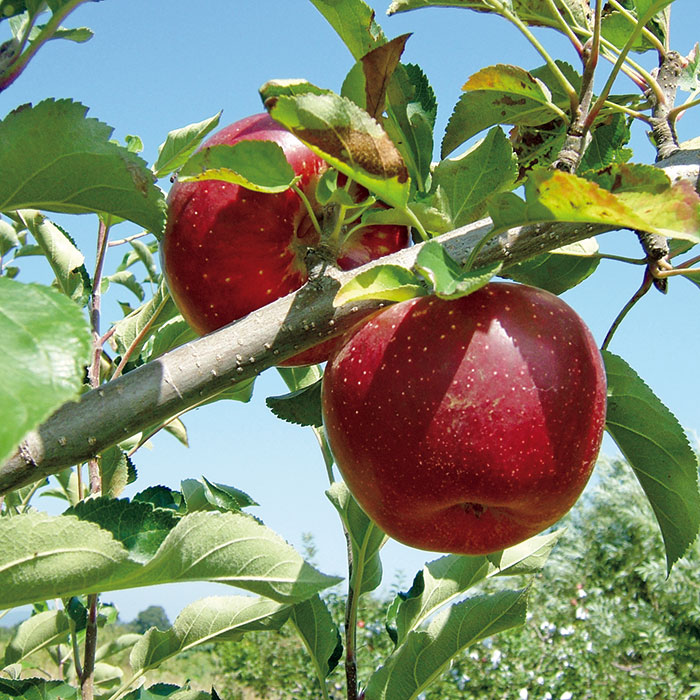 【お試しＰＲＩＣＥ】岩手県江刺産 サンふじりんご ３ｋｇ（８～１２個）（お届けは１２月５日～１２月２０日）