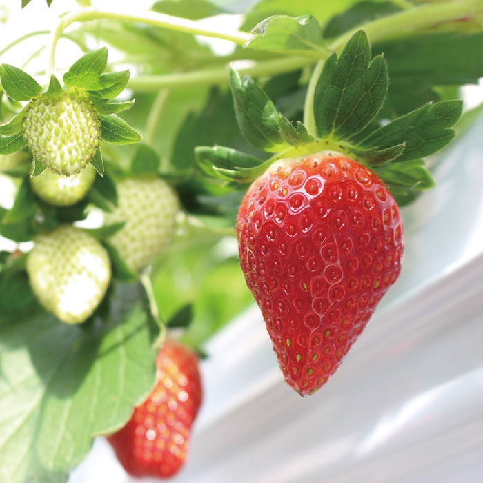 日本の極み　宮城県産　いちご（とちおとめ）（お届けは１月１０日～３月３０日）