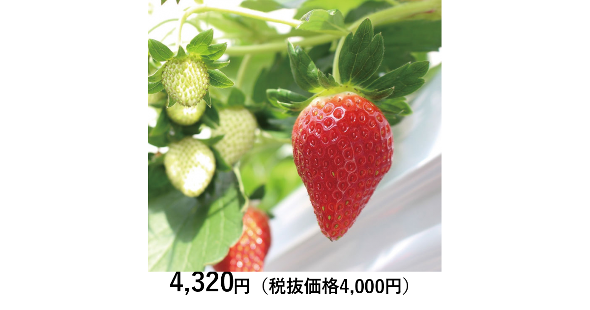 日本の極み] 宮城県産 いちご（とちおとめ）（お届けは1月10日～3