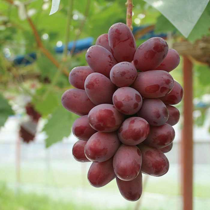 日本の極み] 島根県産 ぶどう（神紅）600g （1房）（お届けは8月