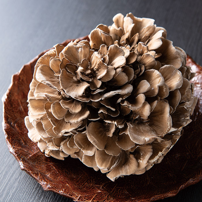 ふるさとの極み　福井県産　九頭竜まいたけ　１株