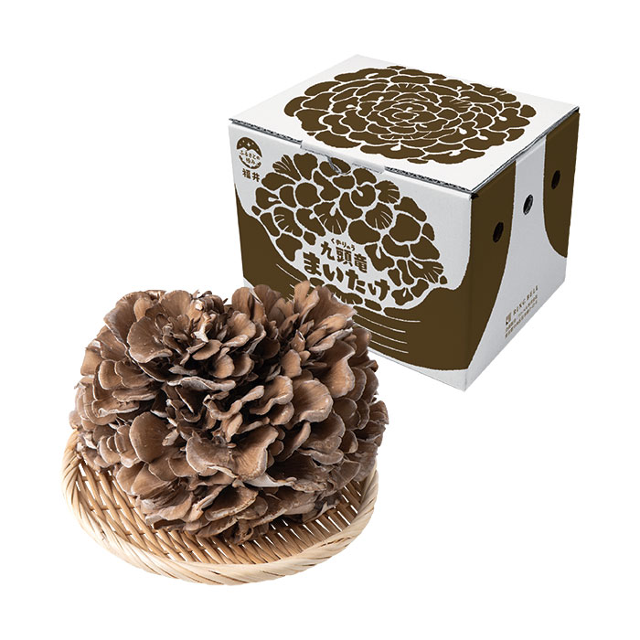 ふるさとの極み　福井県産　九頭竜まいたけ　１株