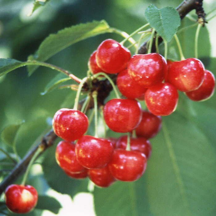 大橋さくらんぼ園 北海道さくらんぼ 紅秀峰バラ500g(お届けは7月7日~7月23日)