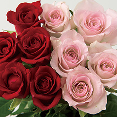 [フラワーギフト] 山形県　大山バラ園　バラの花束（２０本）レッド＋ピンク