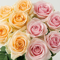 [フラワーギフト] 山形県　大山バラ園　バラの花束（２０本）アプリコット＋ピンク
