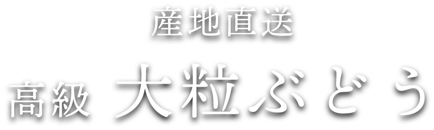 産地直送 高級大粒ぶどう