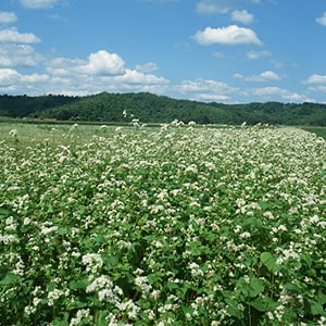 山形県天童市 辻蕎麦05