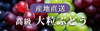 産地直送　高級大粒ぶどう