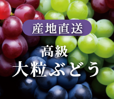 産地直送　高級大粒ぶどう