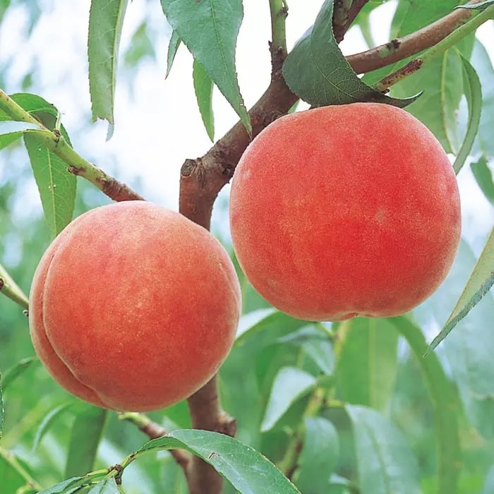 山形県産 あかつき 2kg