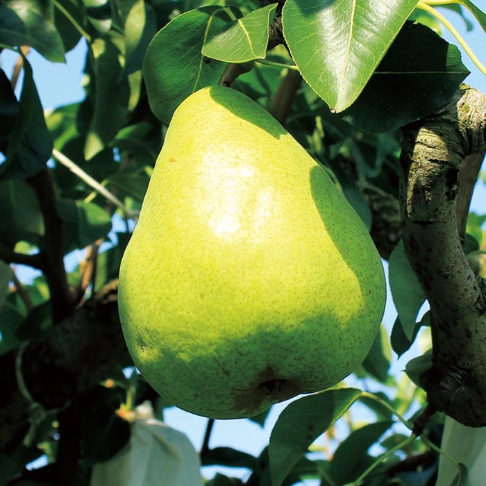 山形県産 マルゲリットマリーラ 2kg