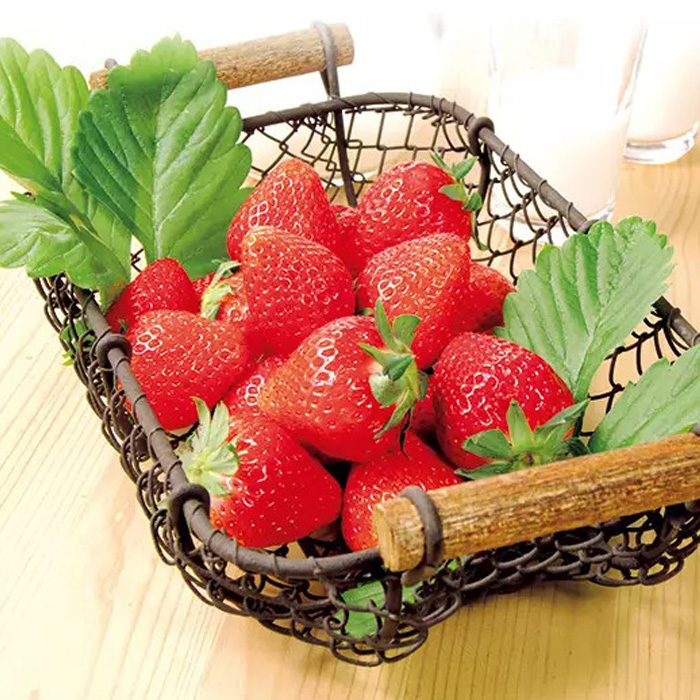 山形県産 完熟紅ほっぺいちご 450g